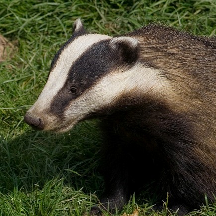 ‘No scientific basis’: Badgers must not be culled regardless of ...
