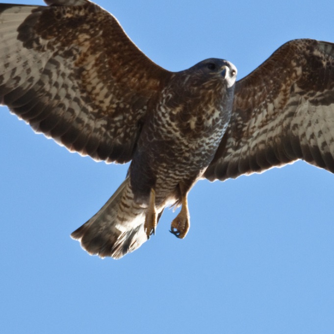Rare buzzard shot dead in Bolton Bird has been protected species for