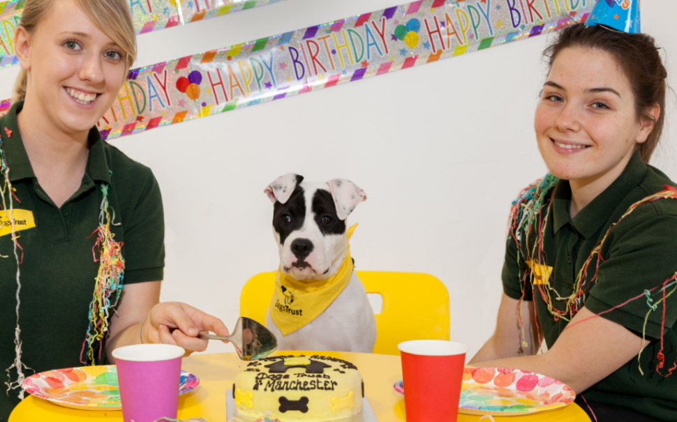 'Wonderful companion' Help find Daisy a home with Dogs Trust