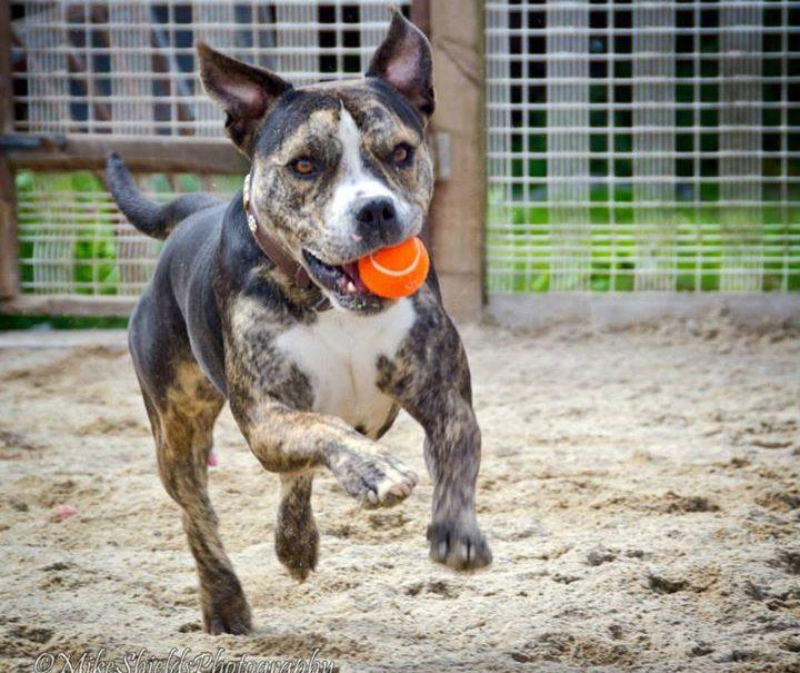 'He's a big soft lump' Meet Reg, the dog who will melt your heart this