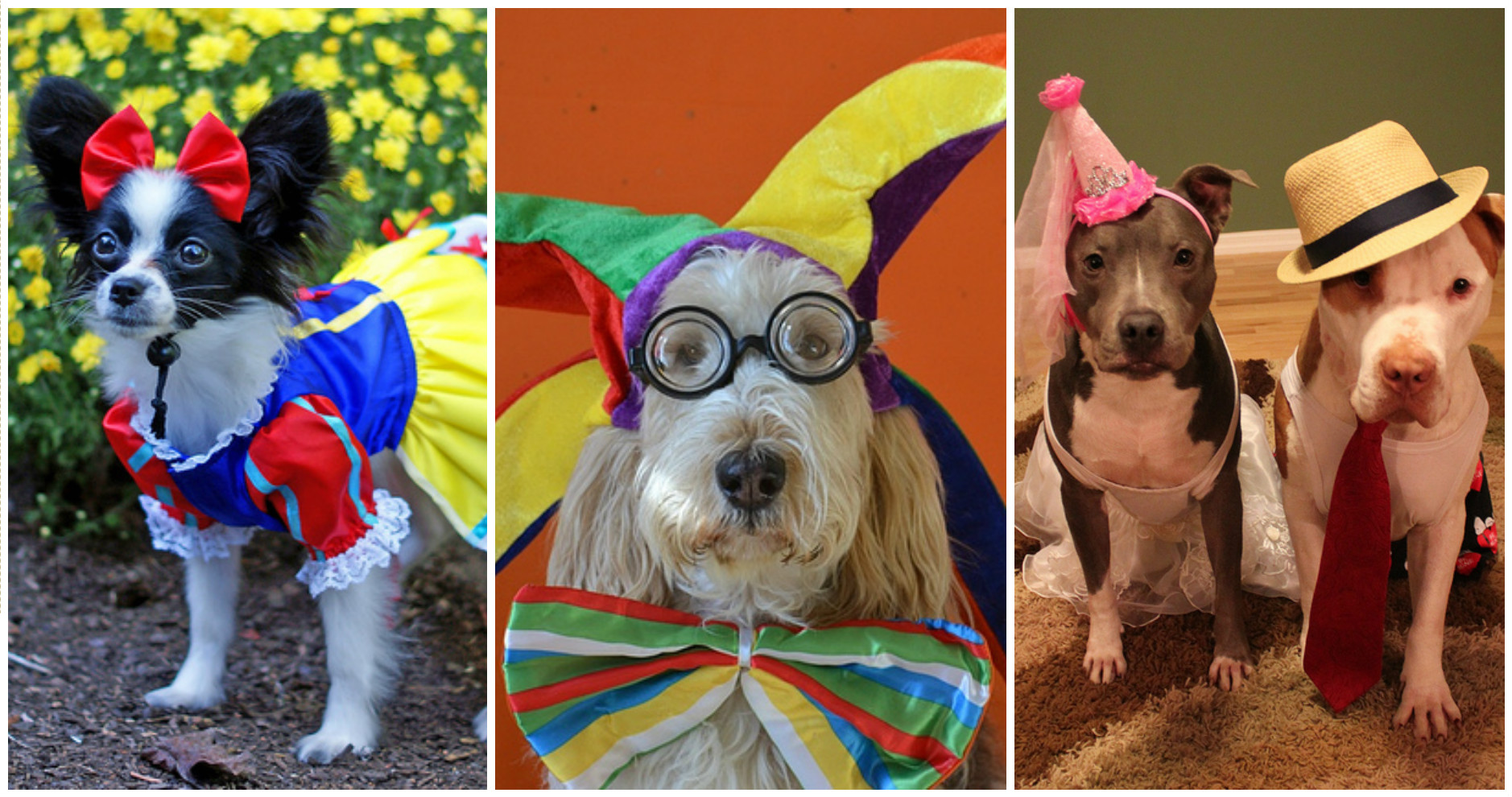 Dress Up Your Pet Day These pics will inspire you to fancy dress your