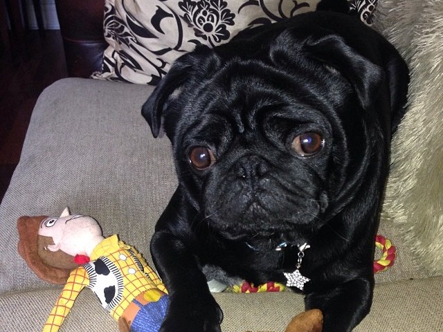 Winner Of Manchester S Cutest Pet 14 Revealed And He Gives New Meaning To You Ve Got A Friend In Me Mancunian Matters Winner Of Manchester S Cutest Pet 14 Revealed And He Gives New Meaning To You Ve Got A Friend In Me Mancunian Matters