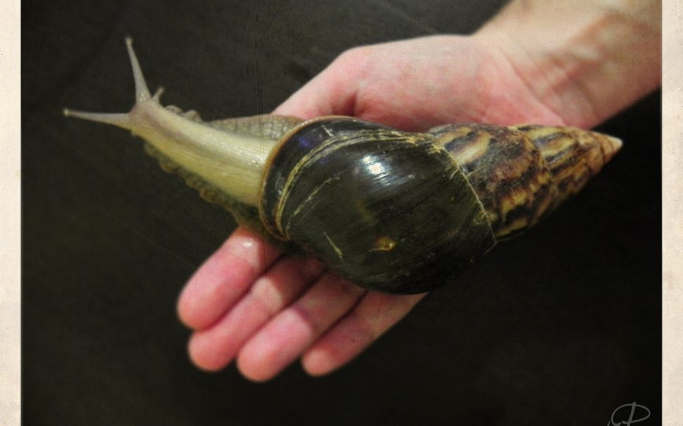 RSPCA hope to home 200 Giant African Land Snail babies