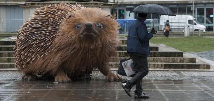 Giant Hedgehog Invades Manchester To Promote Sir David Attenborough s Giant Hedgehog Invades Manchester To Promote Sir David Attenborough s