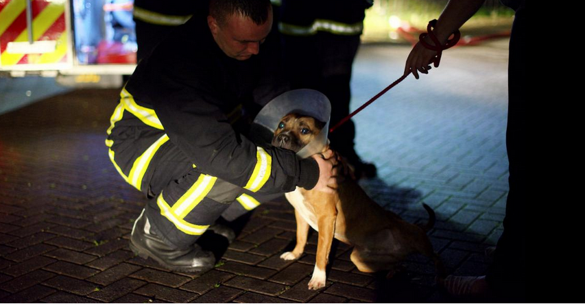Manchester Dogs' Home fire tragedy Volunteers reveal