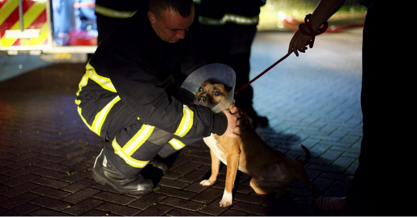 mattessons fire dogs mattessons fire dogs