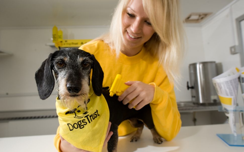 Microchip your dog for FREE in Manchester... or prepare to be hounded