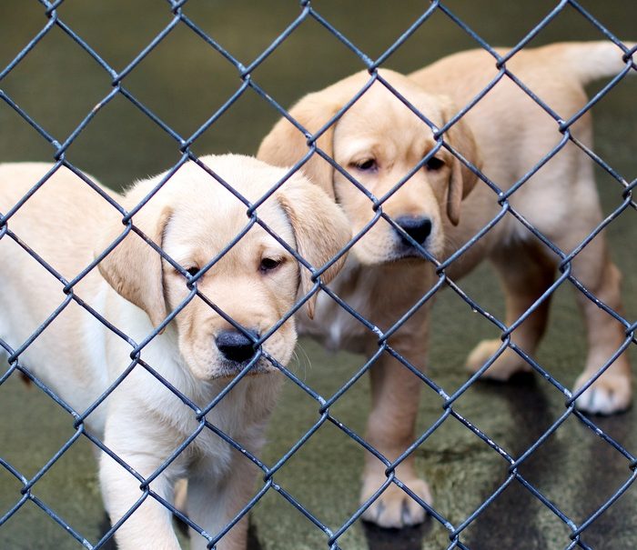 Can Dogs Travel On Eurotunnel