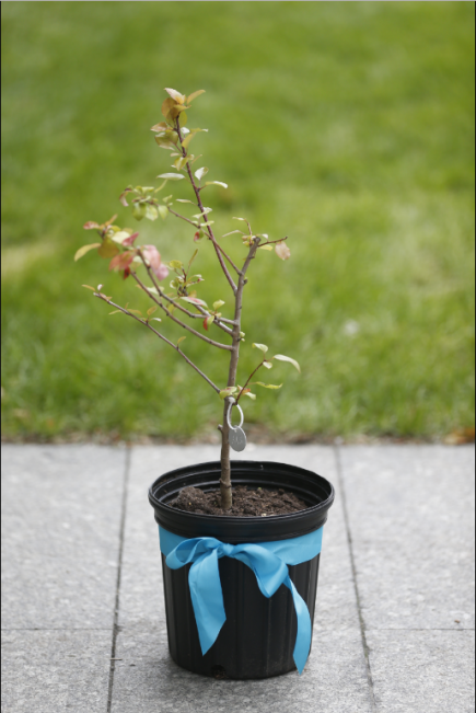 National September 11 Memorial & Museum - Flowers were placed at the Survivor  Tree on the 9/11 Memorial for the victims of the Manchester bombing. Our  thoughts and prayers are with the