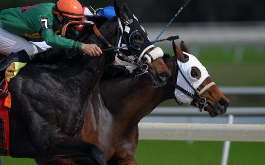 two horses racing