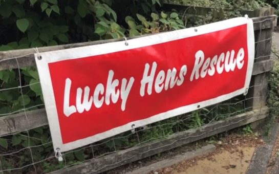 Sign for lucky hen rescue