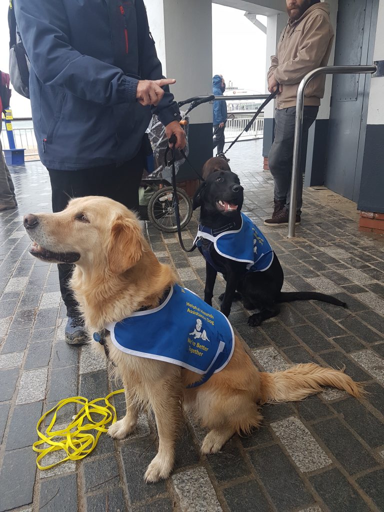 Two assistance dogs, a Labrador and a Golden Retriever training in public in Dorset. 