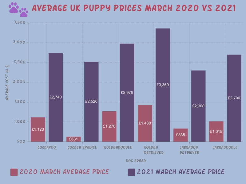 A bar chart showing how assistance dog average puppy prices soared from March 2020 to March 2021. Including the assistance dog breeds: Cockapoos, Cocker Spaniels, Goldendoodles, Golden Retrievers, Labradors and Labradoodles