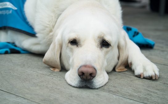 A Labrador assistance dog lying down on the ground