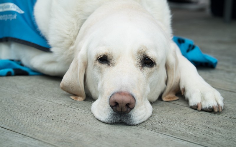 labrador tear stains
