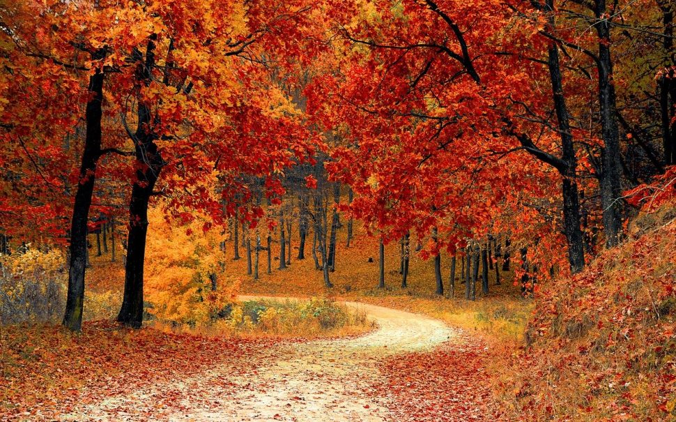 a path through a forest of trees with red leaves