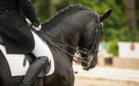 black horse