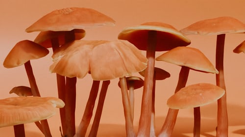 Orange-toned mushrooms growing in front of an orange background.
