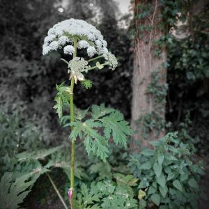 A photograph shows a Giant Hogweed plant growing by a tree near Victoria Station, Manchester in June 2022.  The plant is green, with large leaves, a thick tall stem and a large flowerhead of white flowers. The plant is colourised against a monochrome background.
