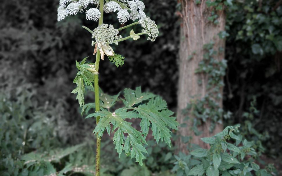 Photograph of Giant Hogweed growing beside a tree near Victoria Station, Manchester. The plant is tall, with large leaves and a flowerhead comprising many small white flowers. The plant is colourised against a monochrome background.