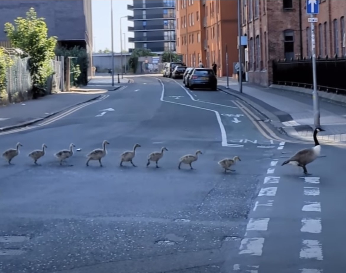 Hormonal geese cause stir in Castlefield Mancunian Matters
