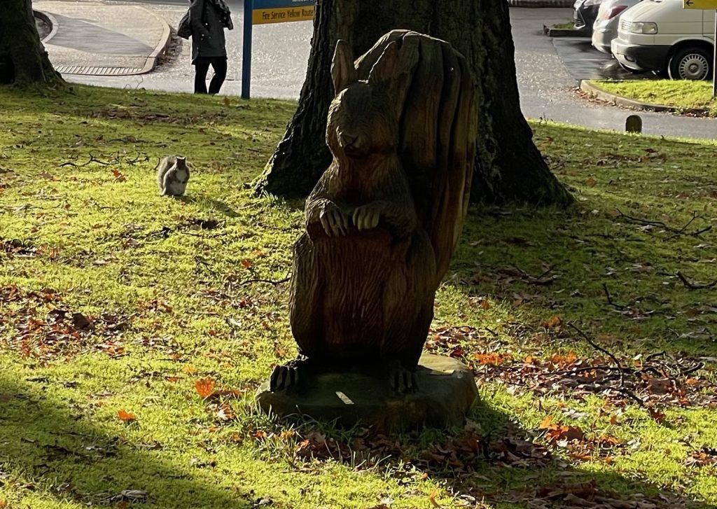 Squirrel on green health walk beside squirrel wood carving