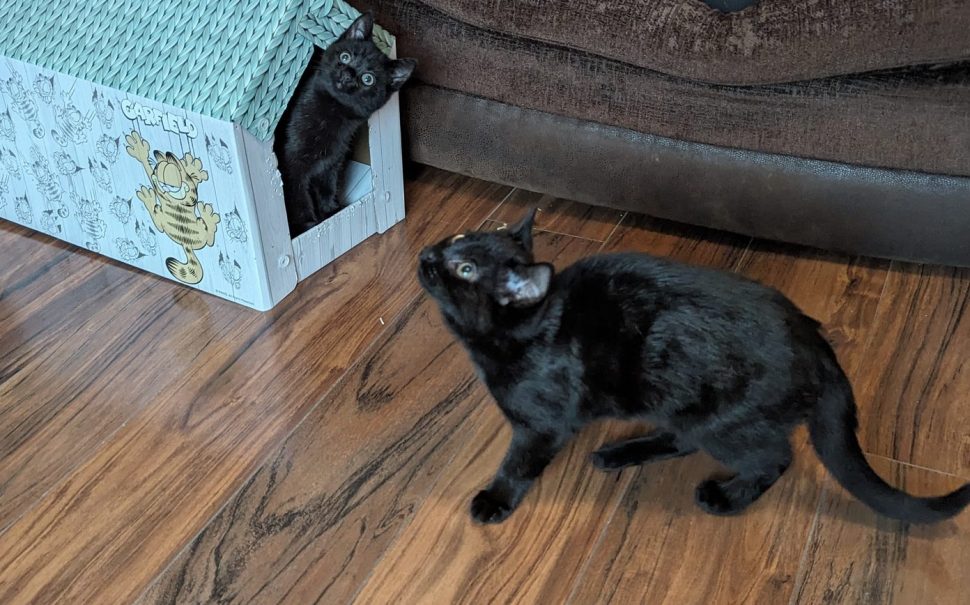 Two black cats playing