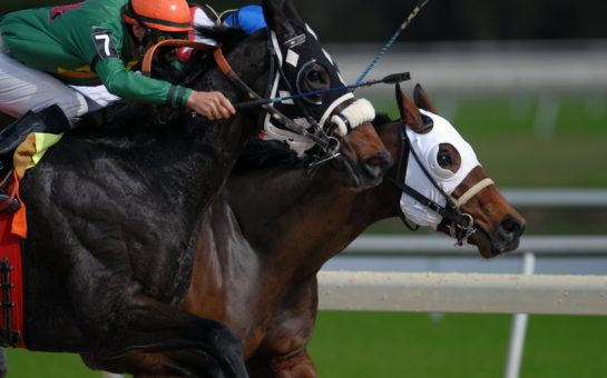 two horses race side by side