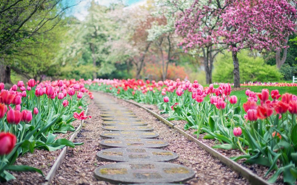 A garden with flowers