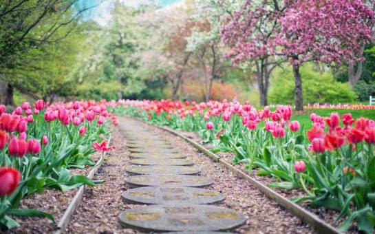 A garden with flowers