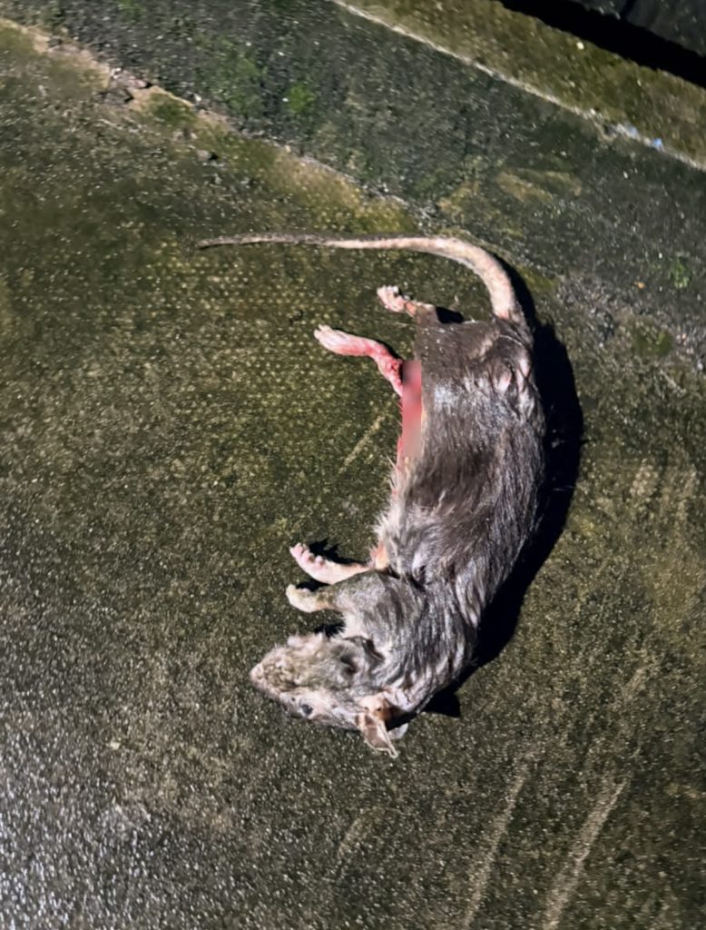 A dead rat.